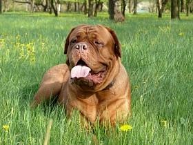 Dogue de Bordeaux - fotók, leírása fajta, tippeket választotta egy kiskutya, táplálás, gondozás, a képzés (árak) Dogue de Bordeaux - képek, fajta leírás, tippeket választotta egy kiskutya, táplálás, gondozás, a képzés