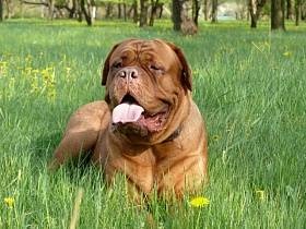 Dogue de Bordeaux - képek, fajta leírás, tippeket választotta egy kiskutya, táplálás, gondozás, a képzés