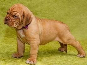 Dogue de Bordeaux - képek, fajta leírás, tippeket választotta egy kiskutya, táplálás, gondozás, a képzés