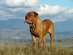 Dogue de Bordeaux - képek, fajta leírás, tippeket választotta egy kiskutya, táplálás, gondozás, a képzés