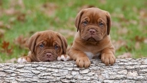 Dogue de Bordeaux jellegének leírását, karbantartásáról, a betegségek