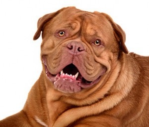 Dogue de Bordeaux jellegének leírását, karbantartásáról, a betegségek