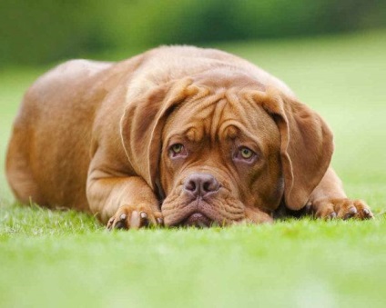 Bordeaux masztiff kutya fotó, ár, fajta leírás, karakter, videó