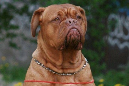 Bordeaux masztiff kutya fotó, ár, fajta leírás, karakter, videó