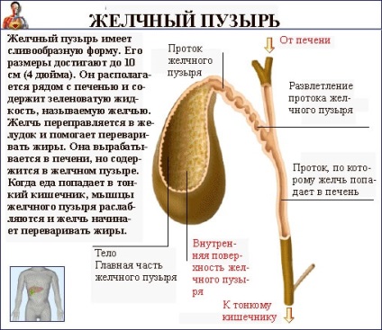 Tea epehajtó használati utasítás a gyógyszer (vérnyomás növekedés) Tea epehajtó használati utasítást a gyógyszer