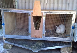Чим годувати кроликів взимку в домашніх умовах для швидкого зростання