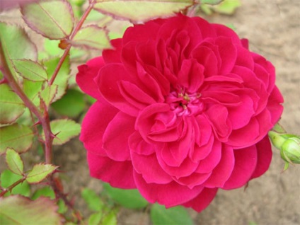 Fekete folt rózsák - az azok elleni védekezésre és megelőzésére a rózsa