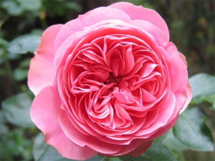 Fekete folt rózsák - az azok elleni védekezésre és megelőzésére a rózsa