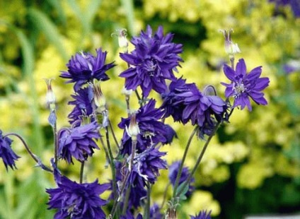 Virág aquilegia (harangláb) - ültetés és gondozás a nyílt terepen, palántanevelés a aquilegia