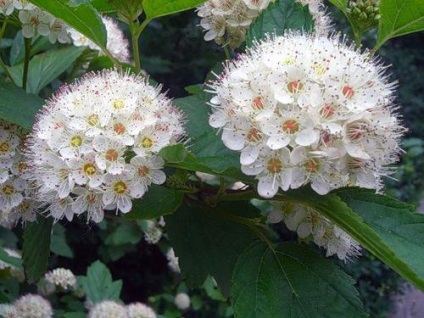 Maybloom terápiás tulajdonságait, ellenjavallatok, alkalmazás (terápiás) Maybloom terápiás tulajdonságait, ellenjavallatok, alkalmazási
