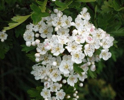 Maybloom terápiás tulajdonságait, ellenjavallatok, (bejelentési) Maybloom terápiás tulajdonságait, ellenjavallatok, alkalmazási