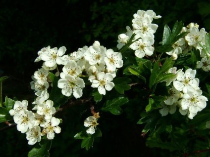 Maybloom terápiás tulajdonságait, ellenjavallatok, alkalmazás (virág) Maybloom terápiás tulajdonságait, ellenjavallatok, alkalmazási