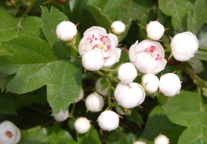 Maybloom terápiás tulajdonságait, ellenjavallatok, alkalmazás (galagonya) Maybloom terápiás tulajdonságait, ellenjavallatok, alkalmazási