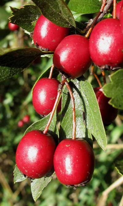 Maybloom terápiás tulajdonságait, ellenjavallatok, alkalmazás (tulajdonságok) Maybloom terápiás tulajdonságait, ellenjavallatok, alkalmazási