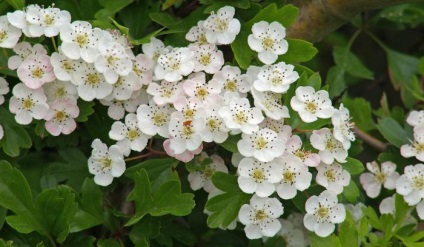 Maybloom terápiás tulajdonságait, ellenjavallatok, (bejelentési) Maybloom terápiás tulajdonságait, ellenjavallatok, alkalmazási