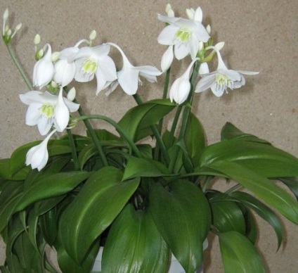 Virág euharis otthoni gondozást, virágos-blog