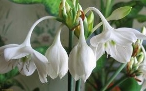 Virág euharis otthoni gondozást, virágos-blog