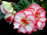 Virág Gloriosa - gondoskodás az otthon, és milyen típusú fotó gloriosa, gloriosa növekvő magról,
