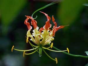 Virág Gloriosa - gondoskodás az otthon, és milyen típusú fotó gloriosa, gloriosa növekvő magról,