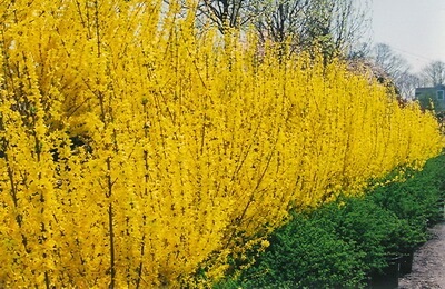 Díszcserjék Forsythia ültetés és gondozás