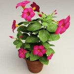 Dipladeniya - Mexikói Szerelem fa (fa) Dipladeniya - Mexikói fa szerelem