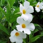 Dipladeniya - Mexikói fa szeretet (virág dipladeniya) Dipladeniya - Mexikói fa szerelem