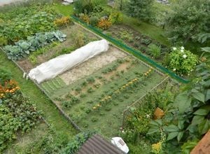 Mit kell talajtakaró a kertben - nyári gondolatok és tapasztalatok a kertészek