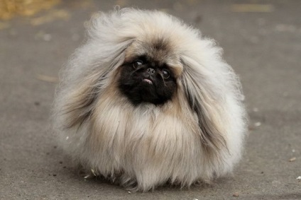 Képzési Pekingese (pekingi) képzési Pekingese