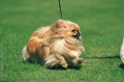 Képzési Pekingese (pekingi) képzési Pekingese
