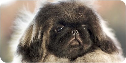 Képzési Pekingese (képzés) képzési Pekingese