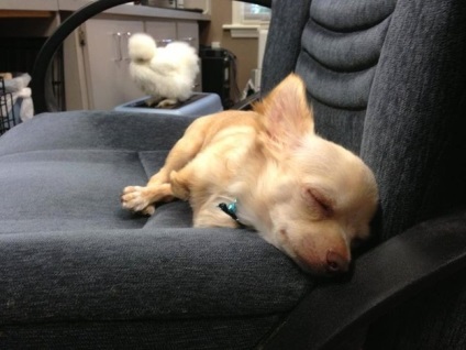 Kétlábú Chihuahua és a kínai selymes csirke - a legtöbb gondtalan és kedves barátaim az egész világon,