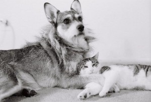 Ginny - egy kutya, aki megmentette a macskák, kutyák érdekes, háziállat