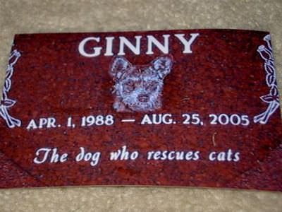 Ginny - kutya megmenti macskák