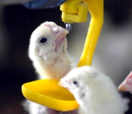 Enromag - használati utasítás a madarak és más állatok az állatgyógyászatban