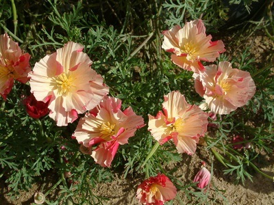 Eschscholzia fajtaleírási és virágkertészet magról - Flowers Enciklopédia