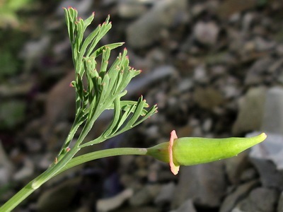 Eschscholzia fajtaleírási és virágkertészet magról - Encyclopedia virágok (virág) Eschscholzia fajtaleírási és virágkertészet magról - Flowers Enciklopédia