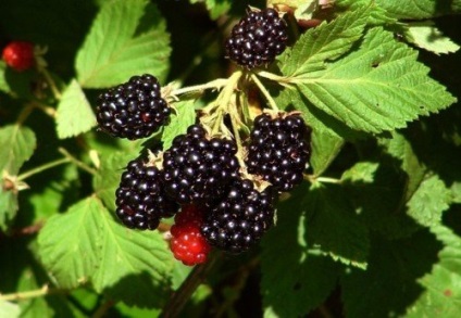 Blackberry kert ültetés, fajta, a kártevők és betegségek (videó)