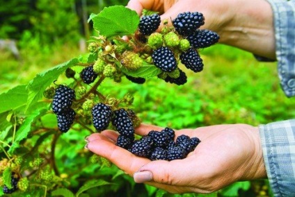 Blackberry kert ültetés, fajta, a kártevők és betegségek (videó)