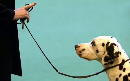 Fizikai képzés kutyák