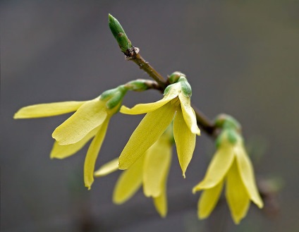 Forsythia - díszfák és cserjék