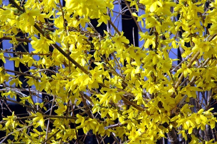 Forsythia - díszfák és cserjék