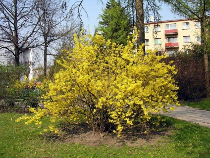 Forsythia - díszfák és cserjék