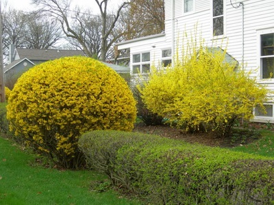 Forsythia - Dísznövény virágzó cserjék - virágok enciklopédia (Forsythia) Forsythia - Dísznövény virágzó cserjék - virágok enciklopédia