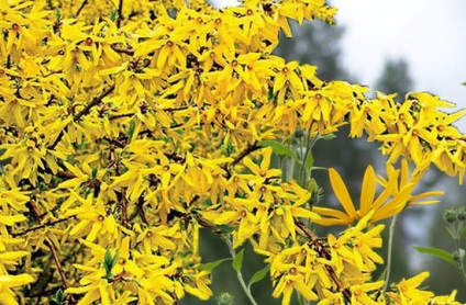 Forsythia - Dísznövény virágzó cserjék - virágok enciklopédia (bokor) Forsythia - Dísznövény virágzó cserjék - virágok enciklopédia
