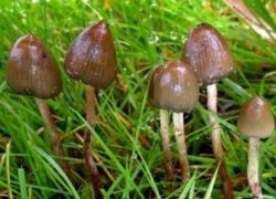 Hallucinogén gombák félnek még a szenvedélybetegek egészségügyi newsland - megjegyzések, viták és (orvosi kanabiaty terv) Hallucinogén gombák félnek még a szenvedélybetegek egészségügyi newsland - megjegyzések, viták és