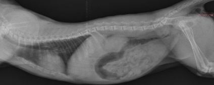 Hyperparathyreoidismus macskakölykökön (hiperparatiroidizmus) Hyperparathyroidism kiscicák