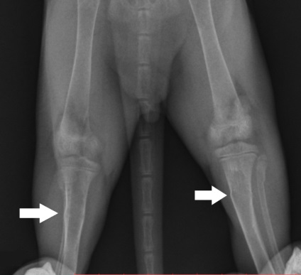 Hyperparathyreoidismus macskakölykökön (hiperparatiroidizmus) Hyperparathyroidism kiscicák