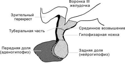 Agyalapi mirigy - egy fontos agyi vas és szerepe az emberi életben