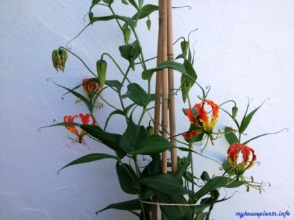 Gloriosa Rothschild - én szobanövények (Gloriosa) Gloriosa Rothschild - én szobanövények