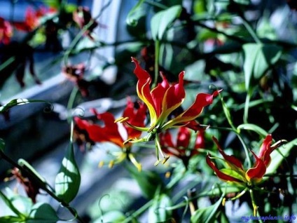 Gloriosa Rothschild - házam növények (növények) Gloriosa Rothschild - én szobanövények